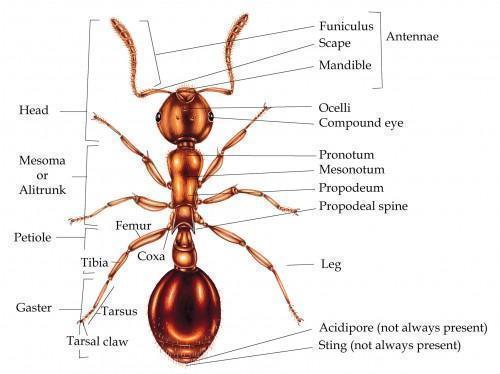 pub_Documents/ant-anatomy_Blg_347_2703712.jpg : Błąd wyświetlenia...